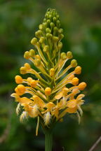 Bicolor Hybrid Fringed Orchis