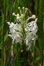 Northern White Fringed Orchis