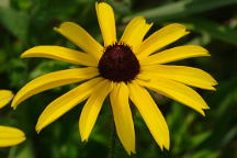 Rudbeckia hirta