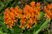 Asclepias tuberosa