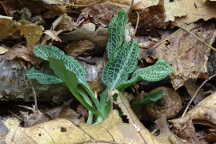 Downy Rattlesnake Plantain