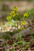 Barbarea vulgaris