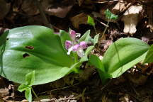 Galearis spectabilis