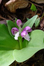 Showy Orchis