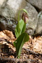 Cypripedium acaule