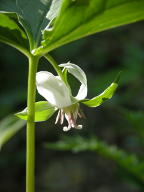 Trillium cernuum