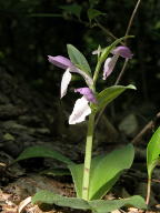 Galearis spectabilis