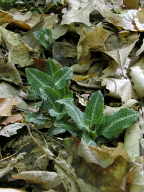 Goodyera pubescens