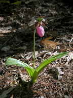 Pink Lady's Slipper