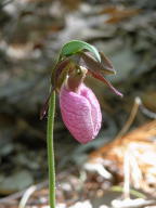 Cypripedium acaule