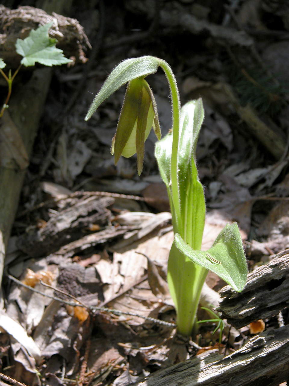 White-Flowered Pink Lady's Slipper