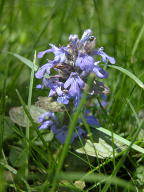 Ajuga reptans