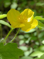 Celandine Poppy