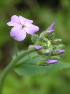 Hesperis matronalis