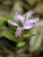 Fringed Polygala