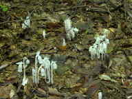 Monotropa uniflora