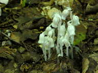 Monotropa uniflora