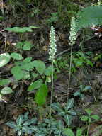 Goodyera pubescens