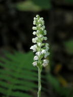 Goodyera pubescens