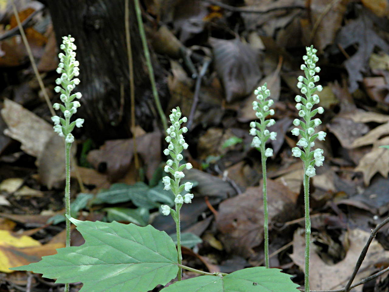 Downy Rattlesnake Plantain