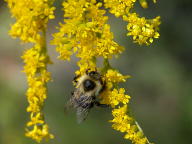Bumblebee on Smooth Goldenrod