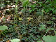 Goodyera pubescens