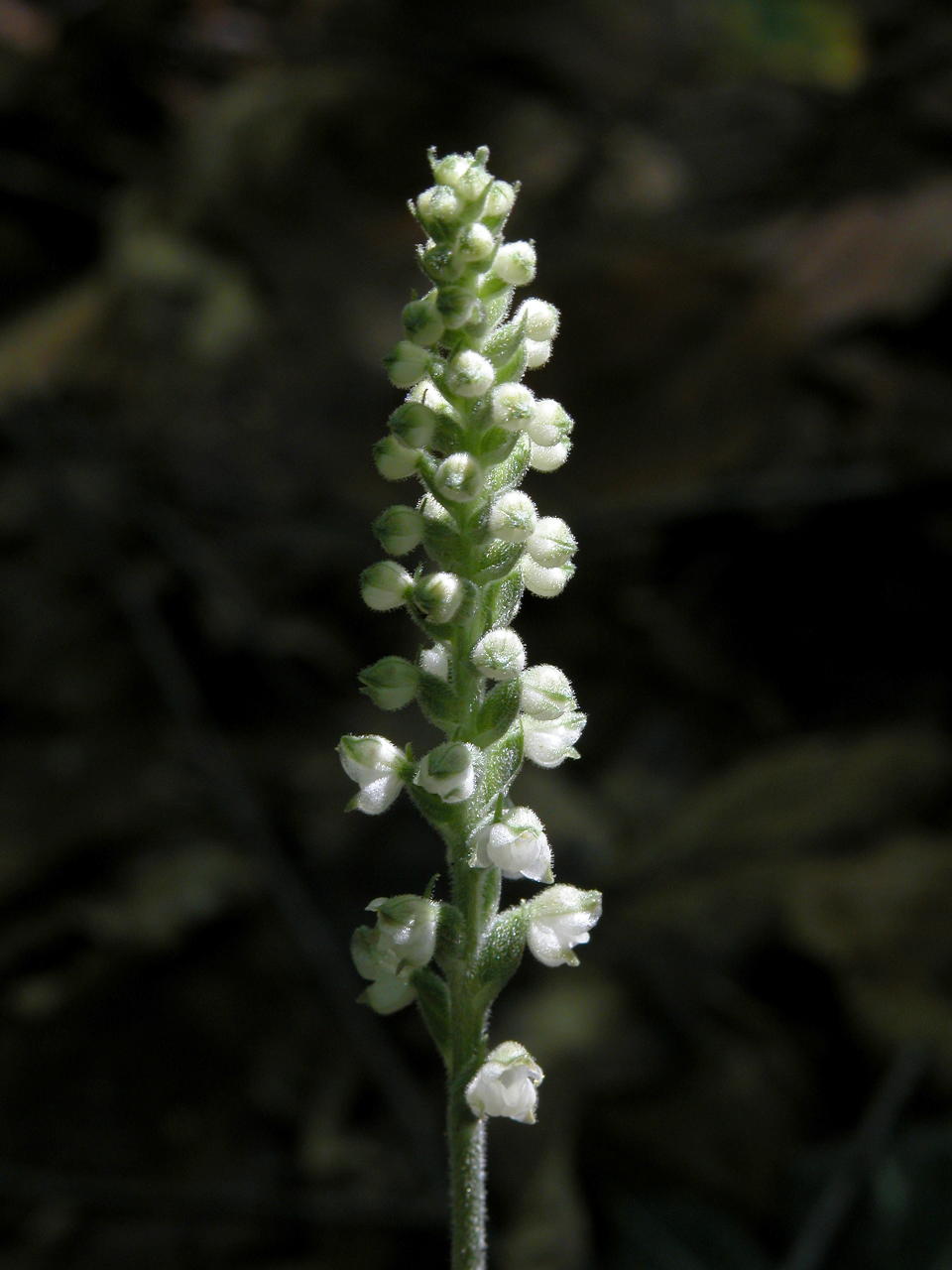 Downy Rattlesnake Plantain