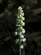 Goodyera pubescens