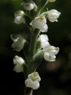 Downy Rattlesnake Plantain