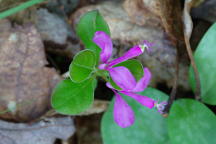 Polygala paucifolia