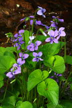 Viola cucullata