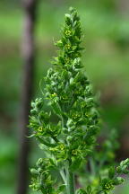 Veratrum viride