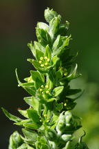 Veratrum viride