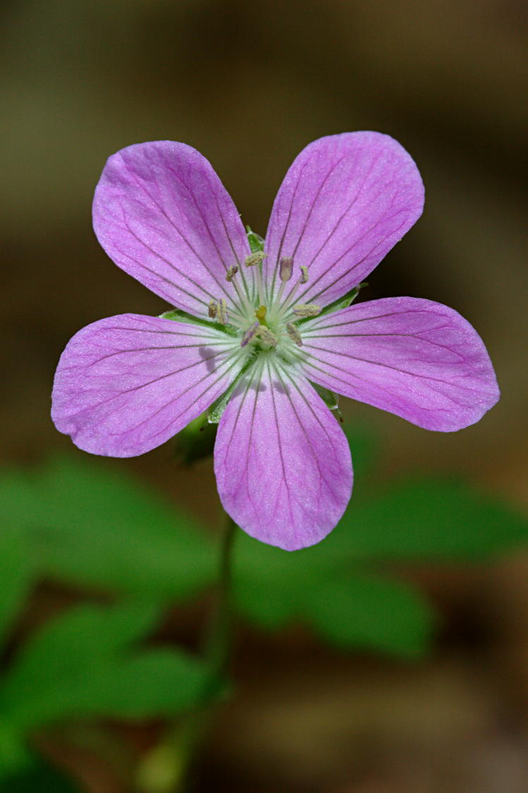 Wild Geranium