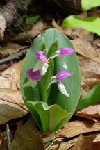 Showy Orchis