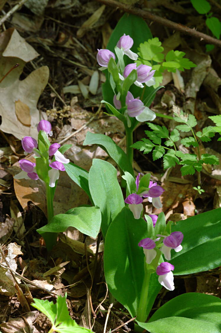 Showy Orchis