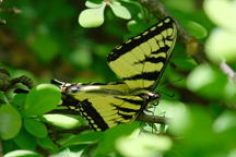 Eastern Tiger Swallowtail