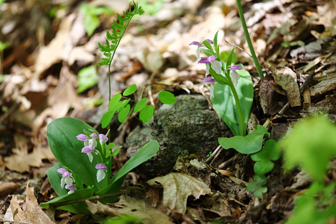 Showy Orchis