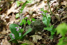 Showy Orchis