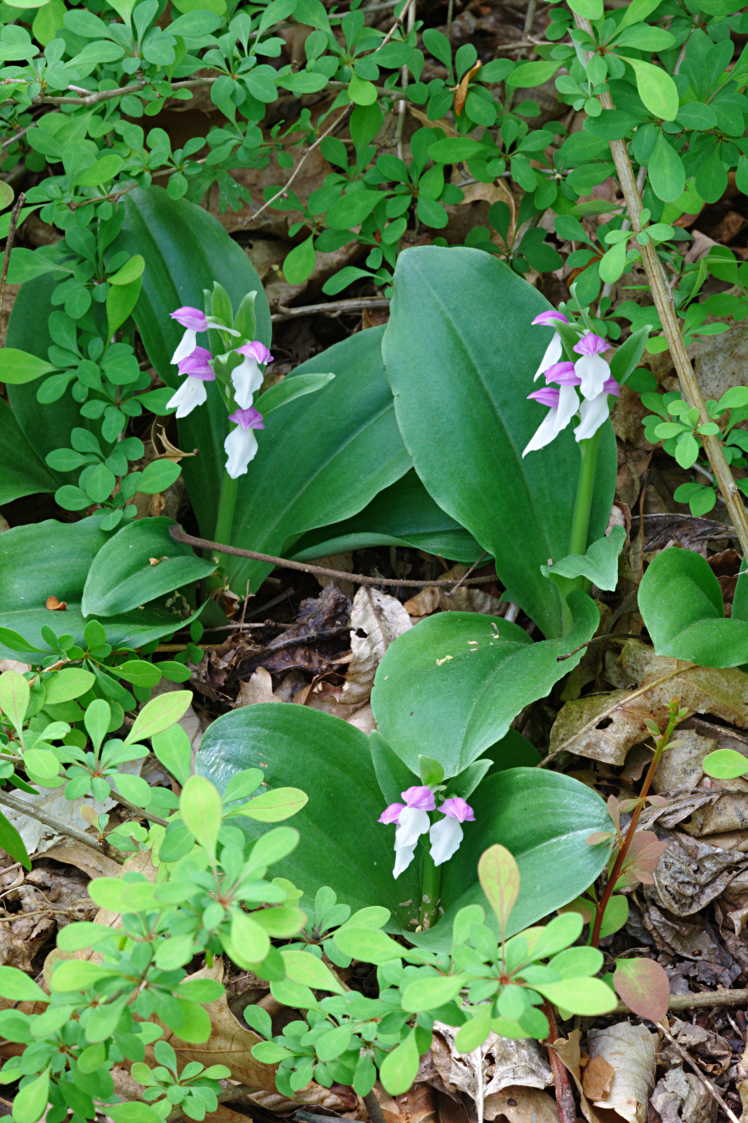 Showy Orchis