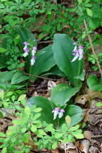 Showy Orchis