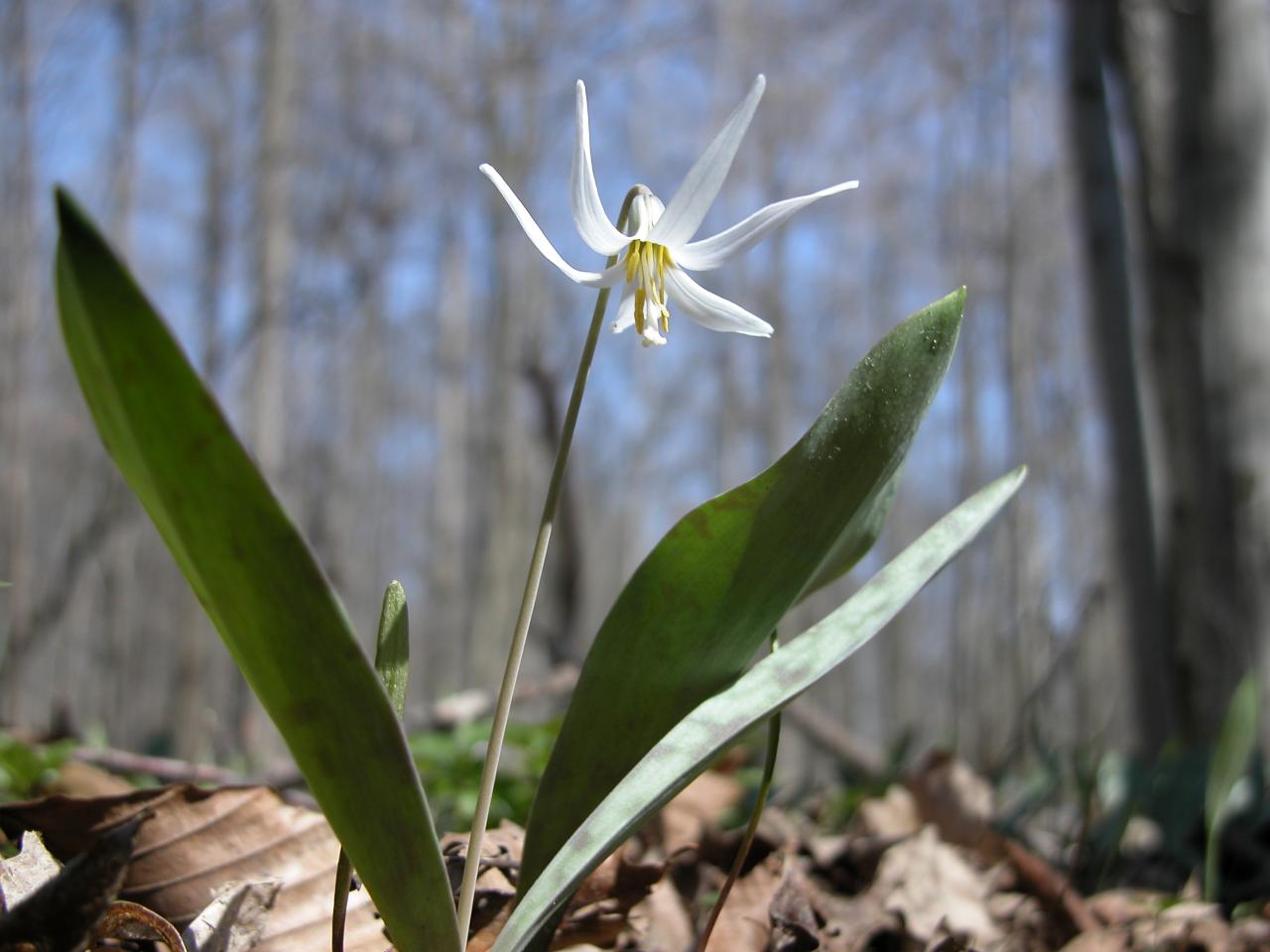 Mottle-Leaved White Trout Lily