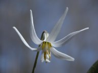 Mottle-leaved white trout lily