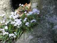 Claytonia virginica