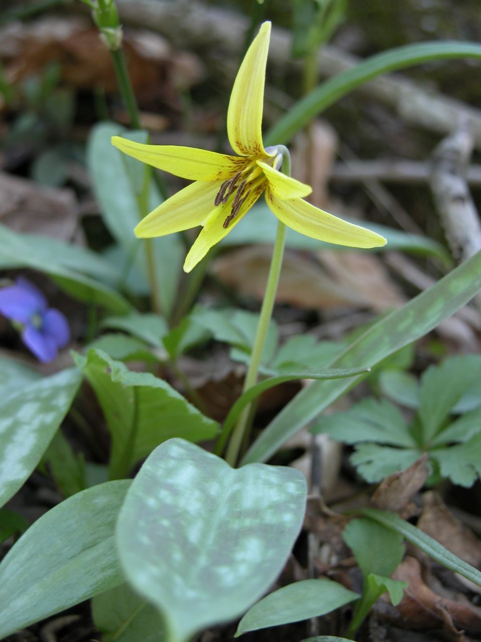 Yellow trout lily
