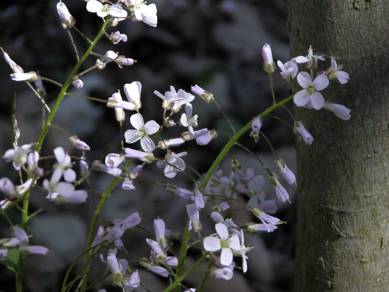 Purple springcress