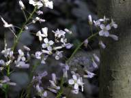 Cardamine douglasii