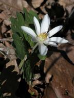 Sanguinaria canadensis