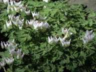 Dutchman's breeches