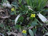 Viola pubescens